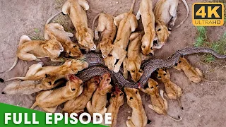 Africa s Deadliest Fights For Survival FULL EPISODE Nature Animal Documentary