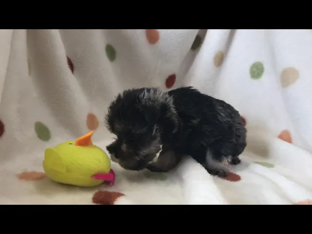 動画