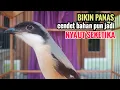 Download Lagu toet toet suara cendet gacor Di PAGI HARI sangat efektif buat Pancingan cendet diam agar cpt bunyi