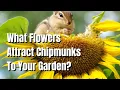 Chipmunks What Flowers Attract Them - The Walled Nursery
