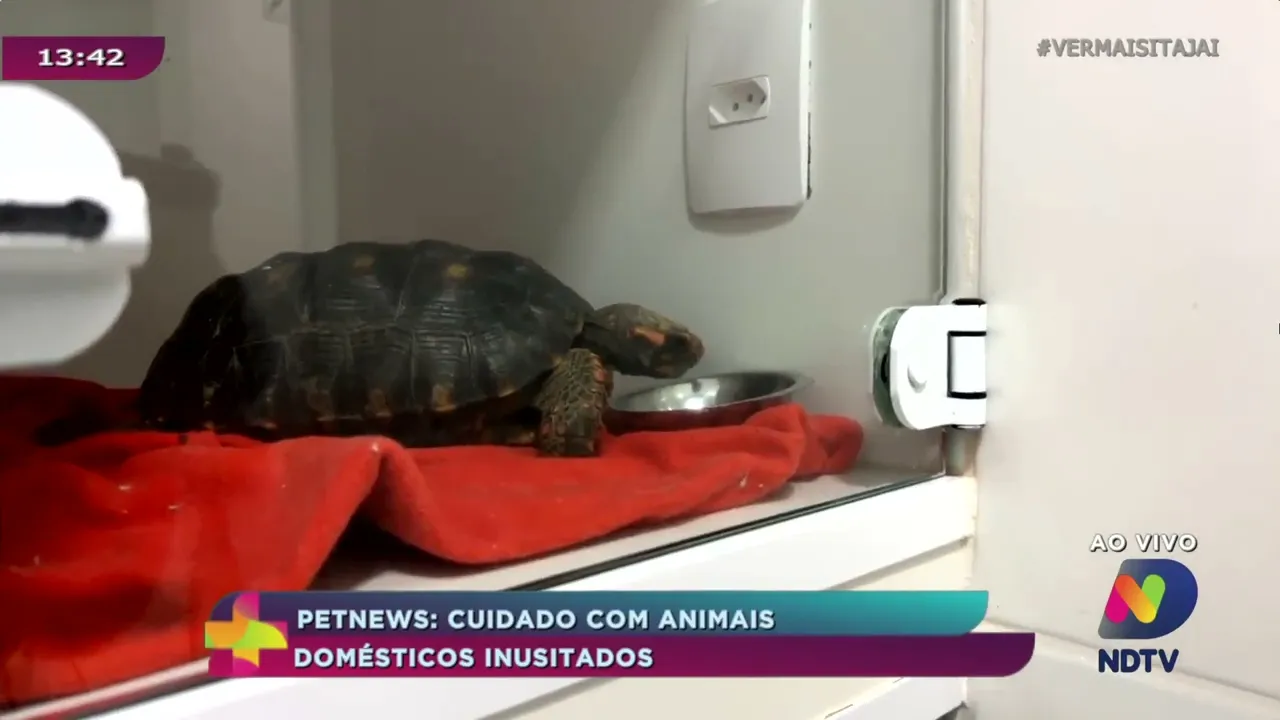 Pet News: cuidados com animais domésticos inusitados