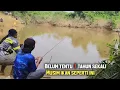 Download Lagu Kalimantan lagi musim ikan bermigrasi..!! Para pemancing berkumpul di sungai demi strike 