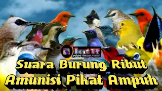 Download Suara burung ribut amunisi pikat anti zonk || mp3 pikat ampuh MP3