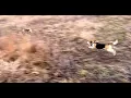 Download Lagu Skyview's Beagles Rabbit Hunting Northern WV Beagle Club FUn Run