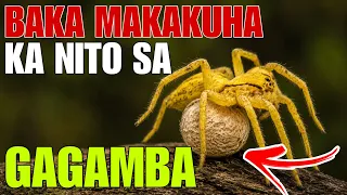 Baka Makakuha Ka Nito sa Mga Sapot ng GAGAMBA Mabisa palang Pampaswerte | Bhes tv