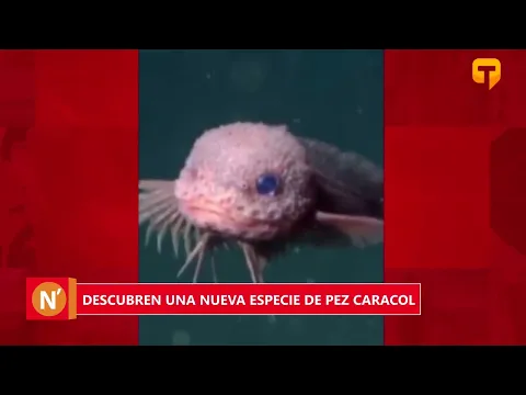 Descubren una nueva especie de pez caracol