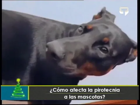 ¿Cómo afecta la pirotecnia a las mascotas?