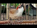 Download Lagu Suara Khas Burung Kaso Kaso Betina