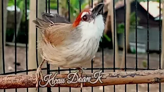 suara khas burung kaso kaso betina