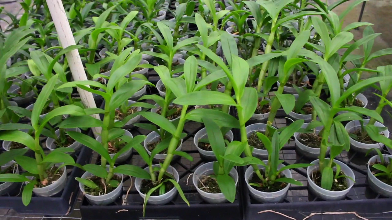 FLORIDA ORCHID NURSERIES & TOUR BEST KEPT SECRET