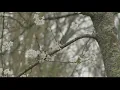 Why you still may be experiencing allergy symptoms with a moderate pollen count