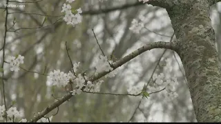 Why you still may be experiencing allergy symptoms with a moderate pollen count