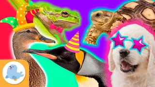 Os ANIMAIS MAIS DIVERTIDOS DO MUNDO 🐶🐧🐸🦆🐢 CÃO, PINGUIM, PATO, RÃ e TARTARUGA 🌿 Recopilação