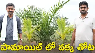 ఆయిల్ పామ్ మధ్యలో వక్క తోట వేశాను Arecanut Oil Palm