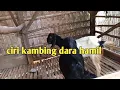 two characteristics of a pregnant goat BangJ