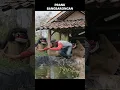 Download Lagu Lagi mancing di Prank Bangbarongan #prank #bangbarongan