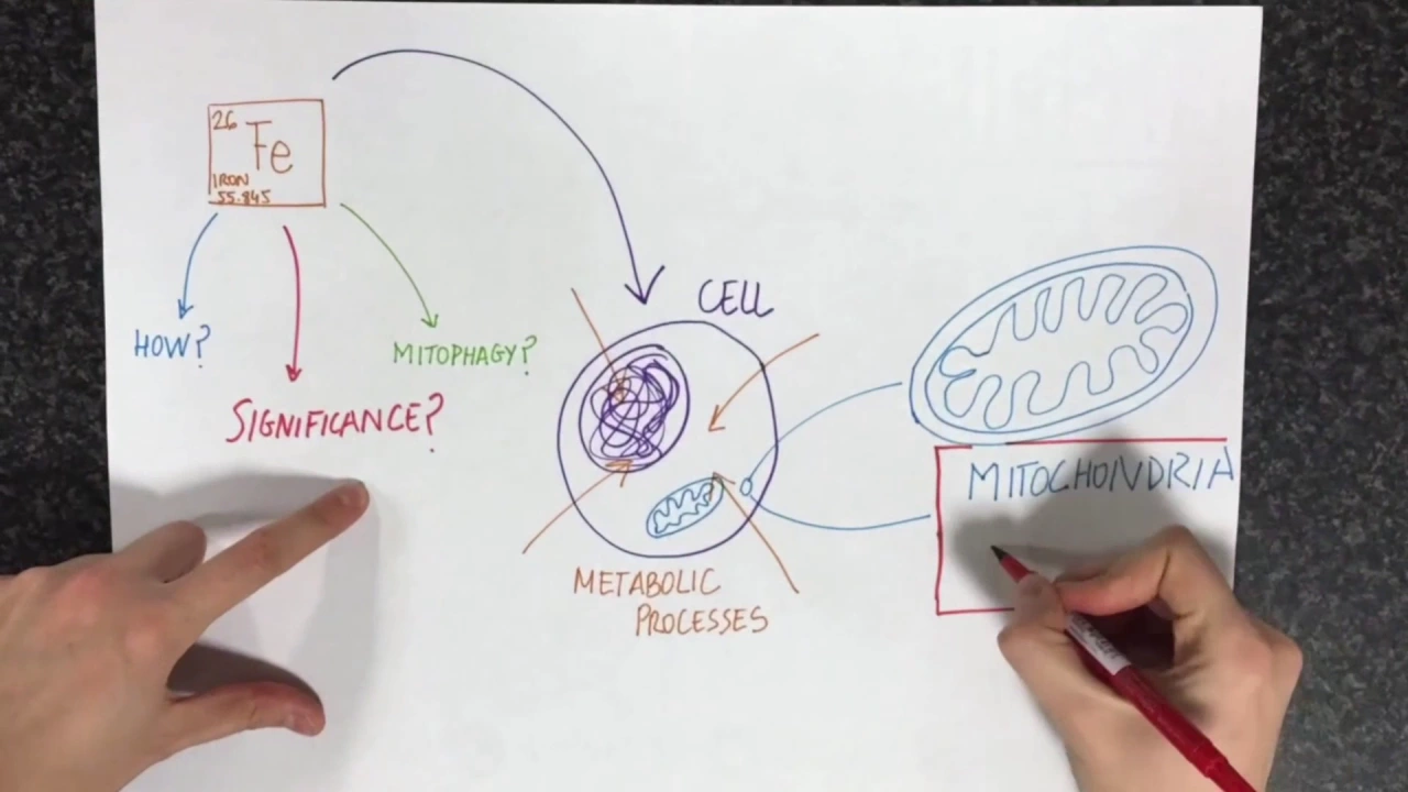 Loss of iron triggers PINK1/Parkin-independent mitophagy