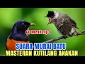 Download Lagu Kutilang isian - cocok buat masteran kutilang bahan SUARA MURAI BATU...!!!