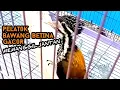 Download Lagu Pelatuk Bawang Betina Gacor Memanggil Jantan | Masteran Part 3