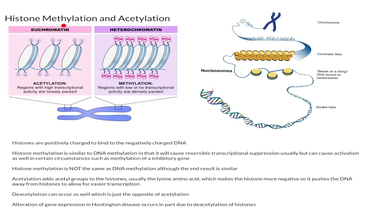 Histone Methylation and Acetylation