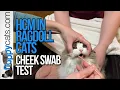 HCM in Cats Testing - Ragdolls Cheek Swab Test