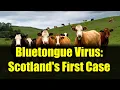 Bluetongue Virus in Scotland What Farmers Need to Know