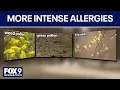 Seasonal allergies becoming more intense in Minnesota