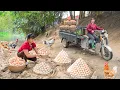 Download Lagu Rewind Timelapse: Harvest 300 Chicken Eggs in Nest - Use 3-Wheeled Truck Go to Market Sell