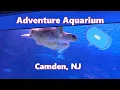 This Aquarium Has the Most Insane Animals - You Have to See It
