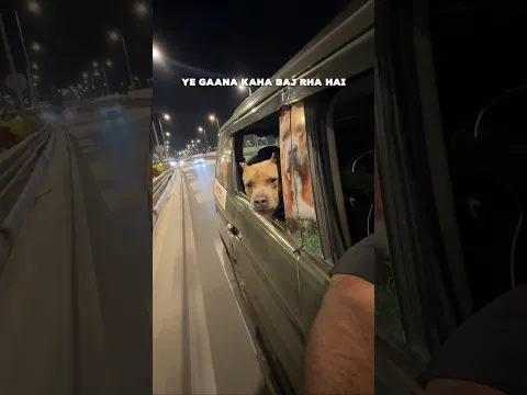 Bully ko Surprise dedia mumbai musical road pr 🫢🎵  #amanandbully #pitbulldog
