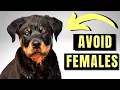 8 Reasons You SHOULD NOT Get A Female Rottweiler