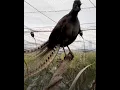 Burung menirukan suara Bayi menangis #hewan