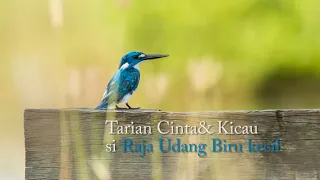 burung pemancing ikan burung raja udang biru kecil di ganggu burung kipasan 