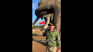 Shorts فيل يأخذ قبعة مدربة ولا يرجعها الا  Shorts فيل يأخذ قبعة مدربة ولا يرجعها الا
