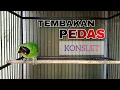 Download Lagu TEMBAKAN PEDAS !! CUCAK IJO KONSLET NGEROLL NEMBAK COCOK BUAT MASTERAN