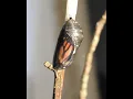 Monarch Butterfly Life Cycle