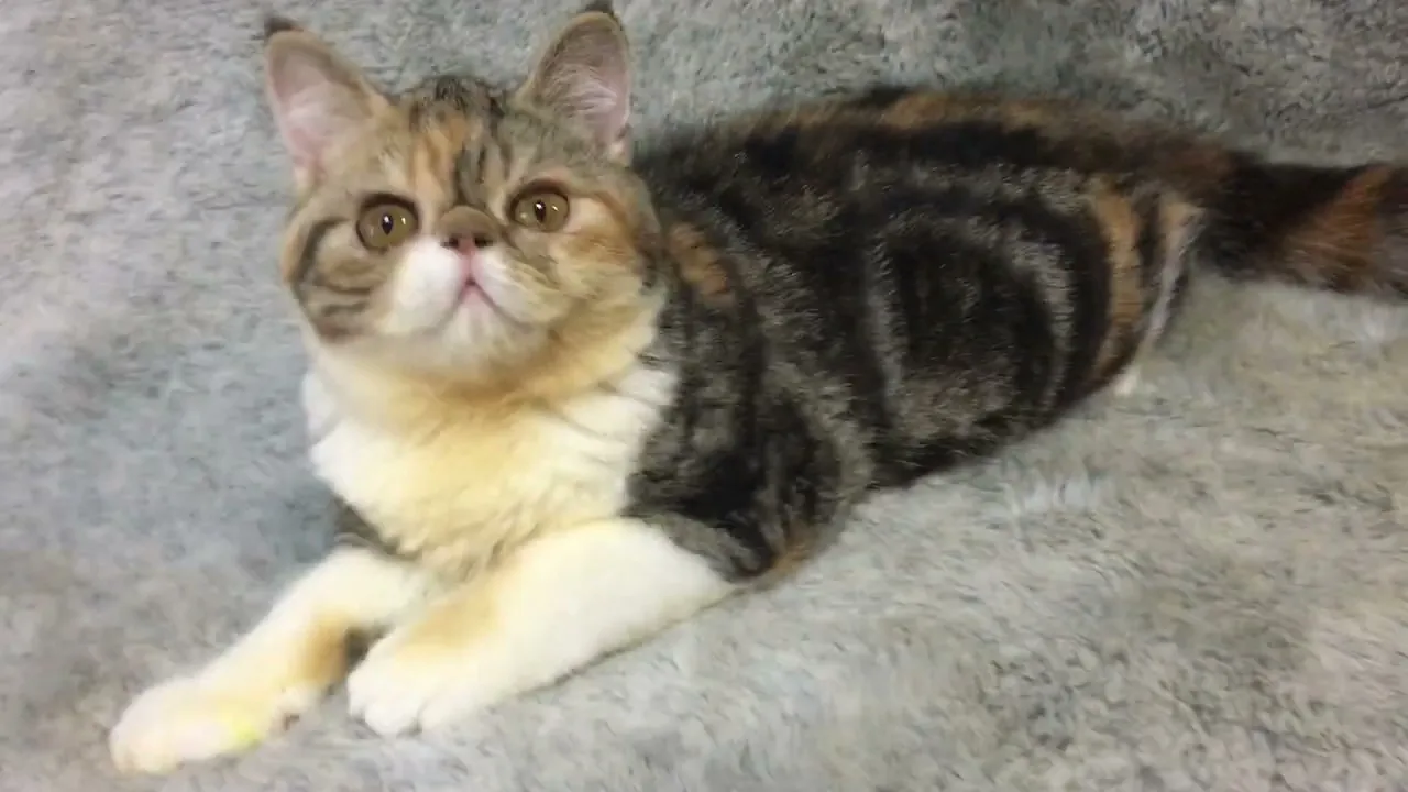 動画