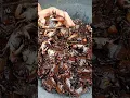 Download Lagu Pouring our catch #crab