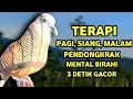 Download Lagu Perkutut Lokal Gacor Suara Besar Pancingan Perkutut (💯%AMPUH BANGET) Bikin Cepat Nyaut Gacor !!
