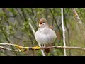 Download Lagu Calming Nightingale Birdsong: 1 Hour Of Relaxation In 4k Quality