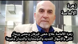 زهرة الألماسة علاج شعبي لرمال وحصى الكلى والإسهال الشديد والدوسنتاريا واليرقان والديدان وفوائد أخرى 