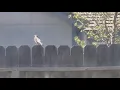 American Robin Birds Orange chest birds