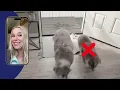 Stop mud at the door This amazing mat traps dirt from happy pups