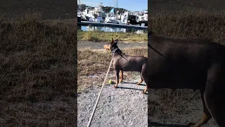 Happy girl !! .. #fyp #dream #doberman #pets #youtube