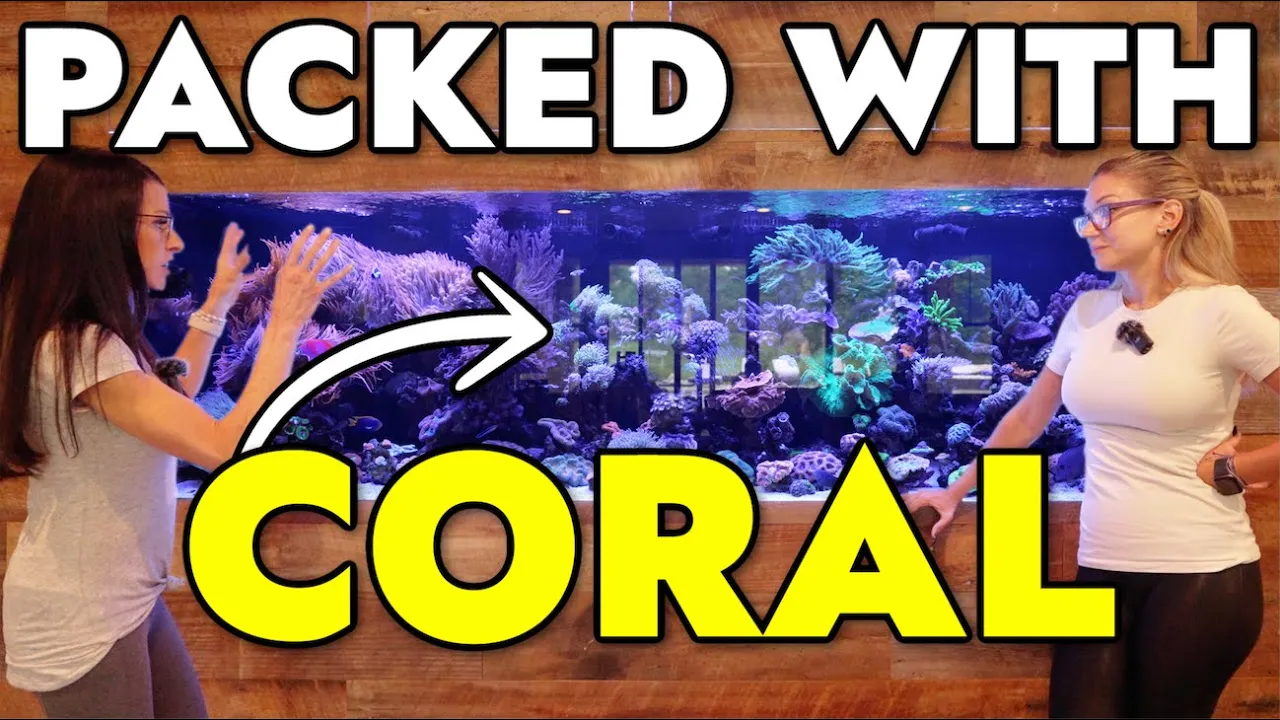 We Got a Private Tour of a BEAUTIFUL Reef Aquarium!