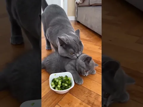 He refused his veggies and got kicked out π #Shorts #FunnyCats #Kitten #CatHumor