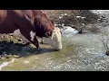 Rufus has one spot he likes to drink why do y’all think this is? #rufusthebull 