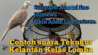 Download Contoh Dan Macam Suara Tekukur Kelantan Kelas Lomba. Sero BF Surabaya Wawan 082141435907. MP3