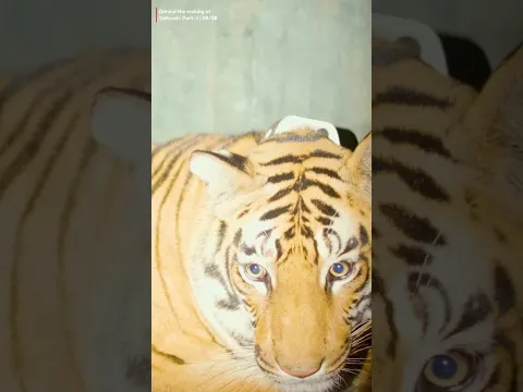😨New tigress in Sahyadri?🤔