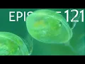 Download Lagu Aflevering 121 - Vroege evolutie van schaaldieren
